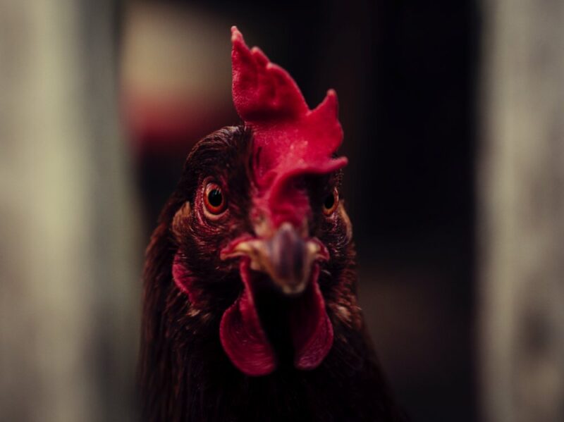 Cara Bermain Judi Sabung Ayam Online Dengan Tepat