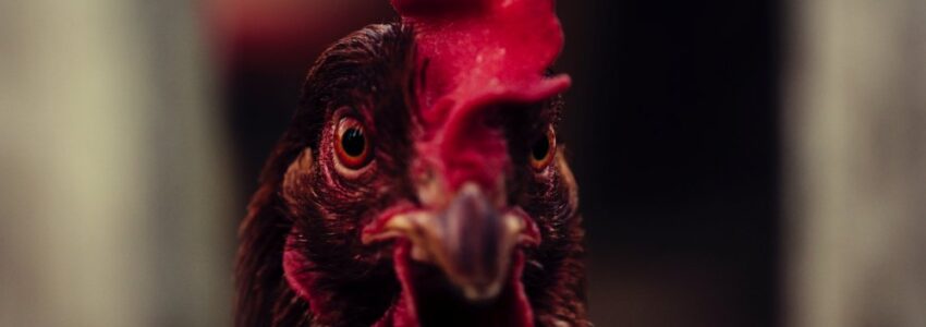 Cara Bermain Judi Sabung Ayam Online Dengan Tepat